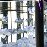 Inflorescence thumbnail